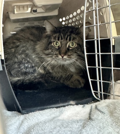 King, an adoptable Domestic Long Hair, Domestic Short Hair in Rhinelander, WI, 54501 | Photo Image 2