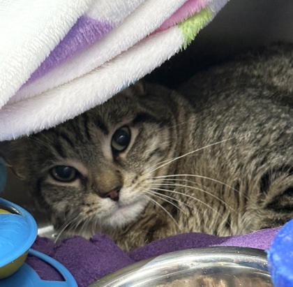 Blue Berry, an adoptable Domestic Short Hair in Rhinelander, WI, 54501 | Photo Image 1