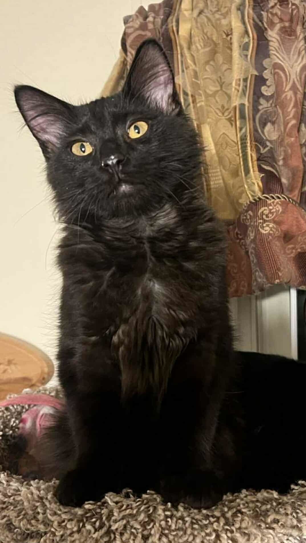 Pebbles