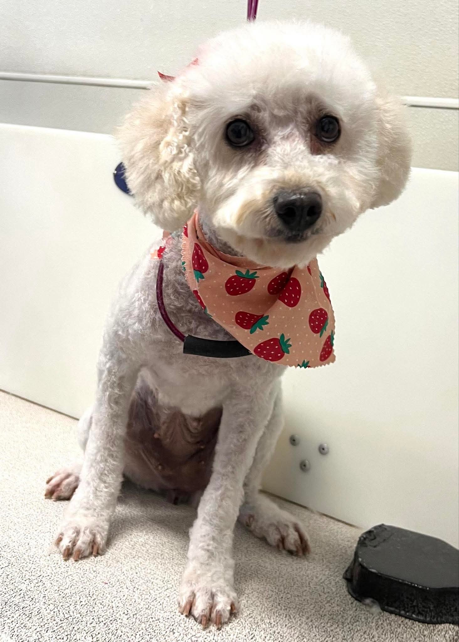 Patty, an adoptable Poodle in Brandon, SD, 57005 | Photo Image 1