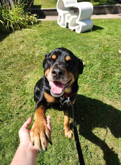 Rex