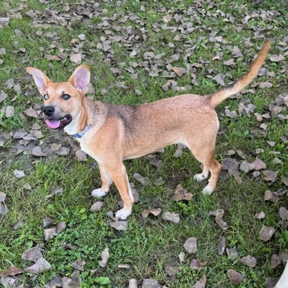 Maple, an adoptable German Shepherd Dog, Siberian Husky in Willmar, MN, 56201 | Photo Image 1