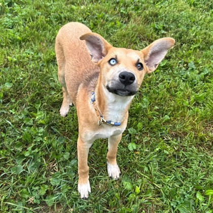 Maple, an adoptable German Shepherd Dog, Siberian Husky in Willmar, MN, 56201 | Photo Image 2