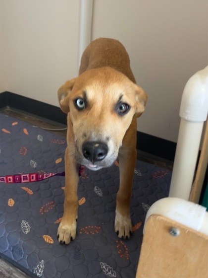 Maple, an adoptable German Shepherd Dog, Siberian Husky in Willmar, MN, 56201 | Photo Image 3
