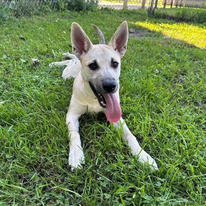 Juniper, an adoptable German Shepherd Dog, Siberian Husky in Willmar, MN, 56201 | Photo Image 1
