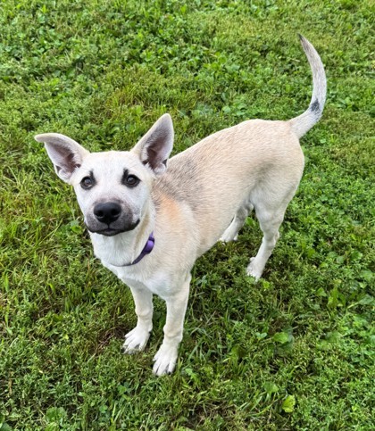 Juniper, an adoptable German Shepherd Dog, Siberian Husky in Willmar, MN, 56201 | Photo Image 2