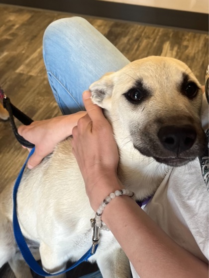 Juniper, an adoptable German Shepherd Dog, Siberian Husky in Willmar, MN, 56201 | Photo Image 3