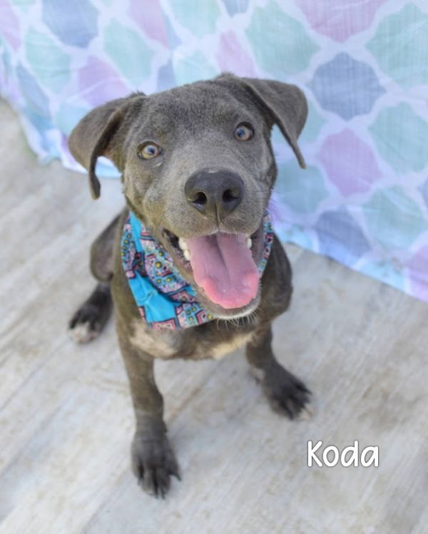Koda