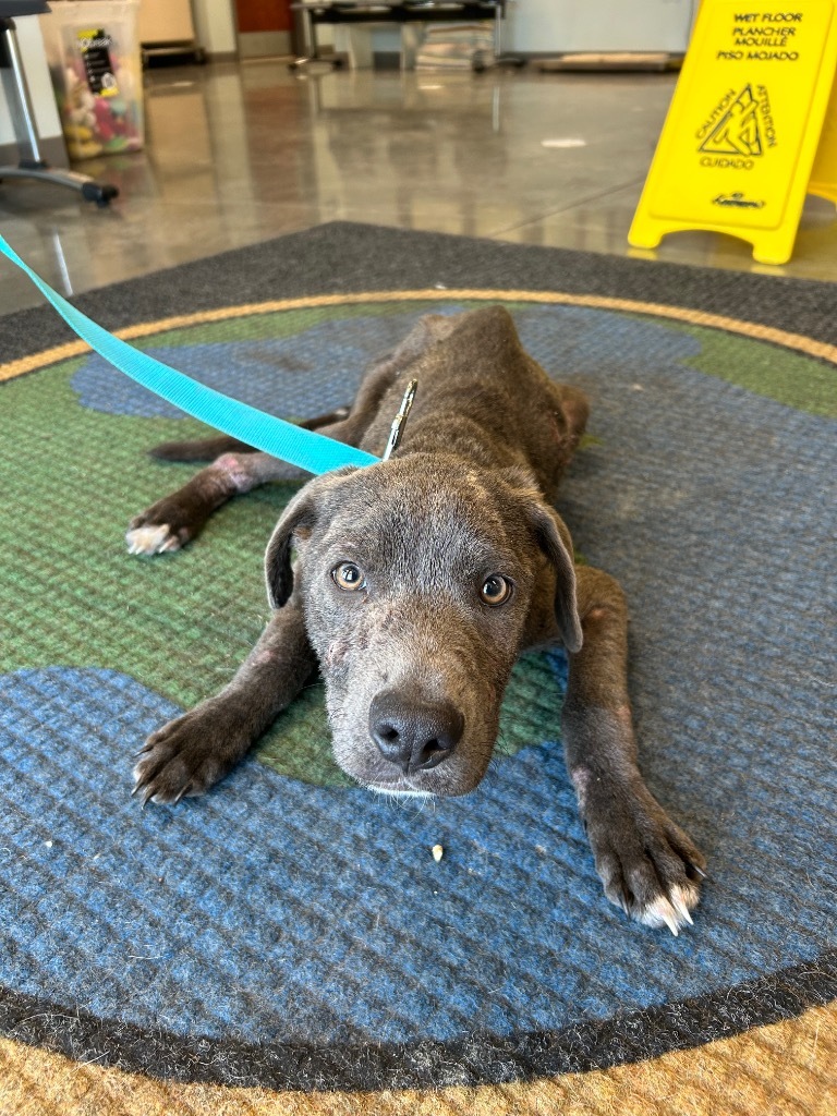 Koda
