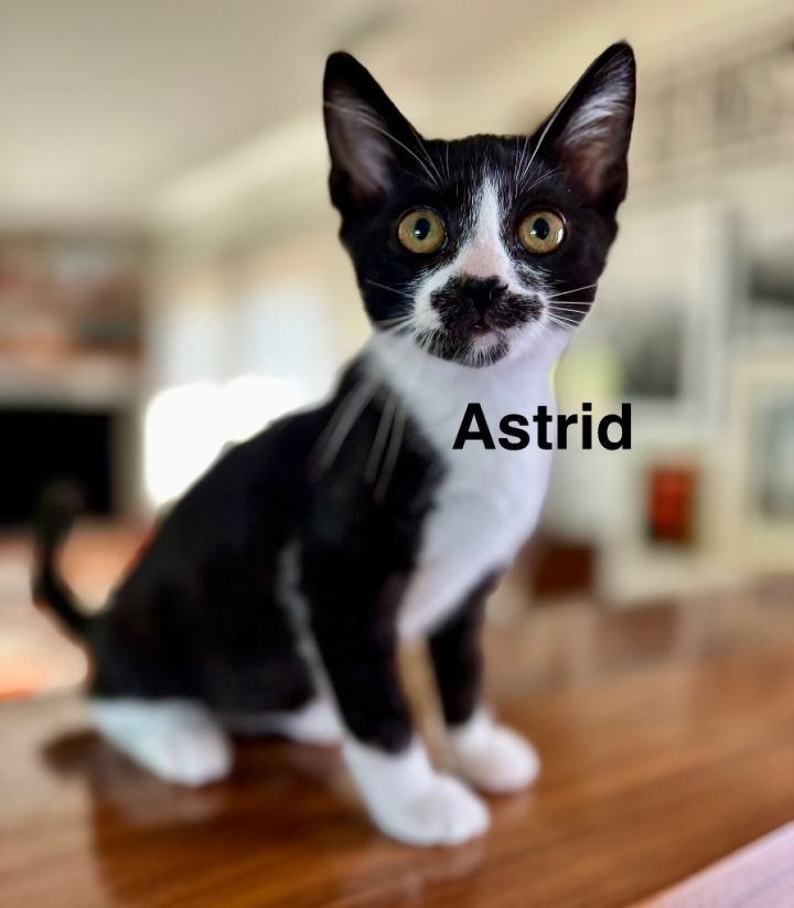 Astrid 1