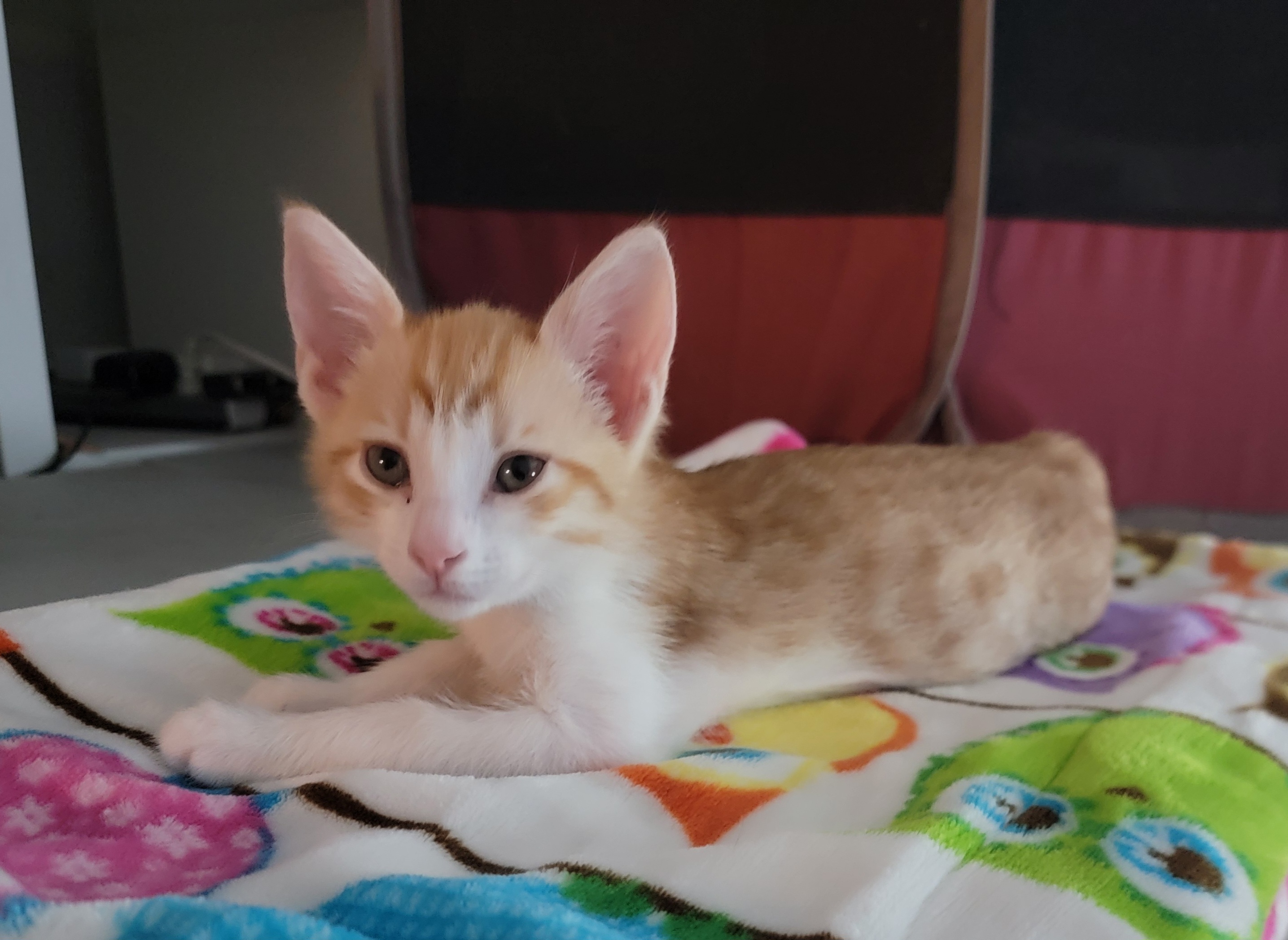 Cheeto