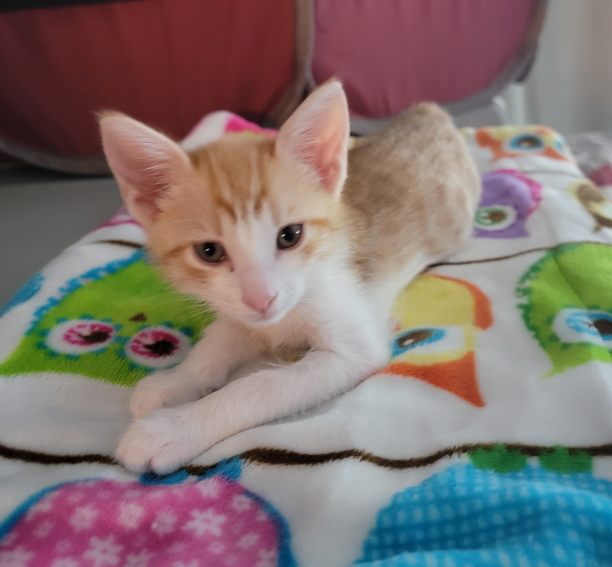 Cheeto