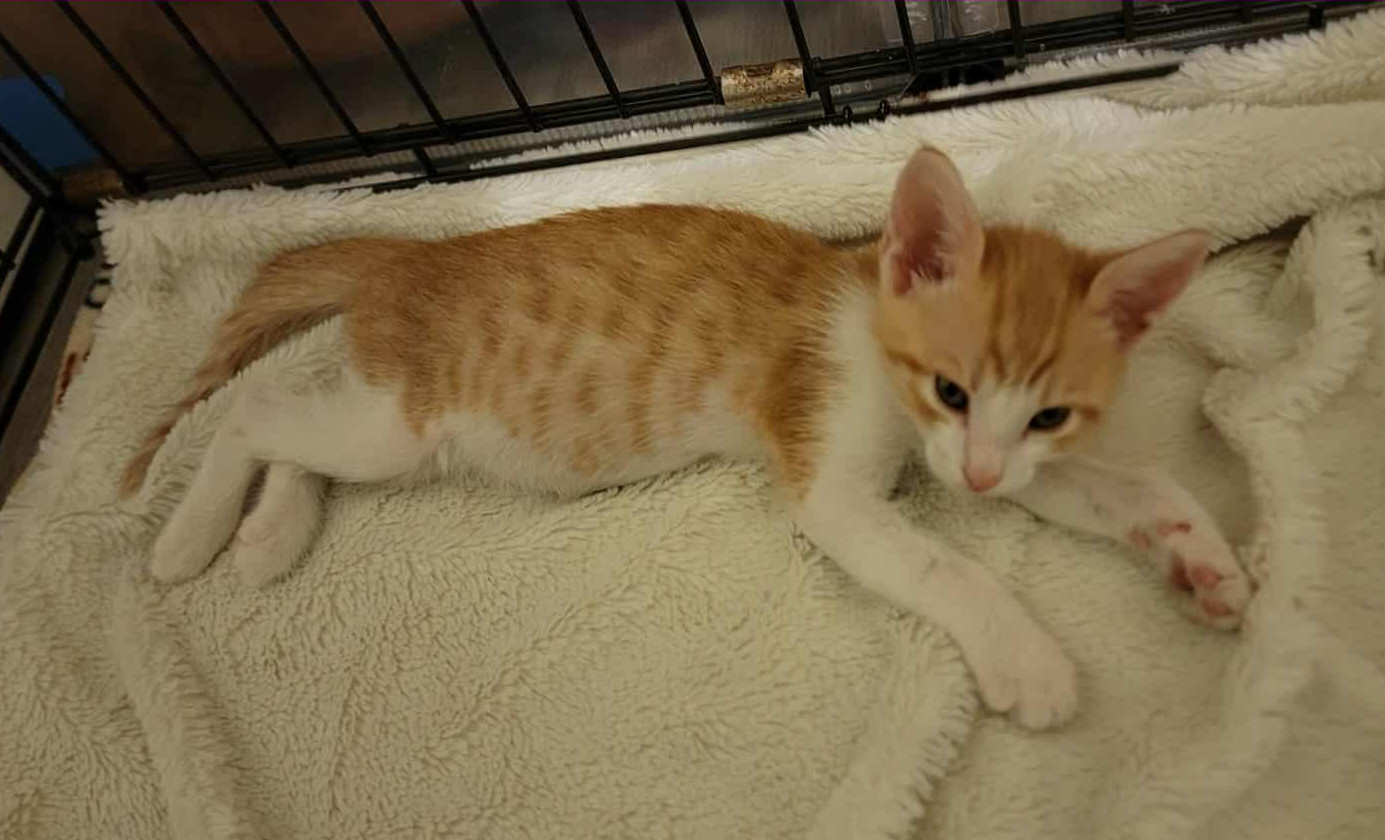 Cheeto