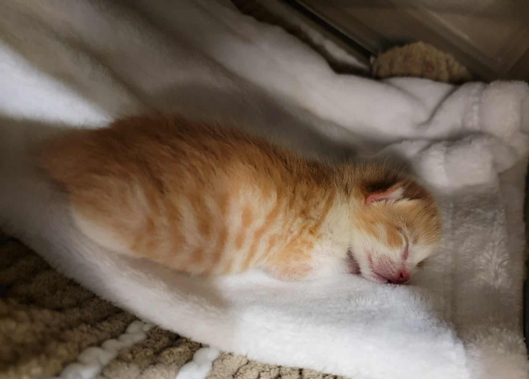 Cheeto