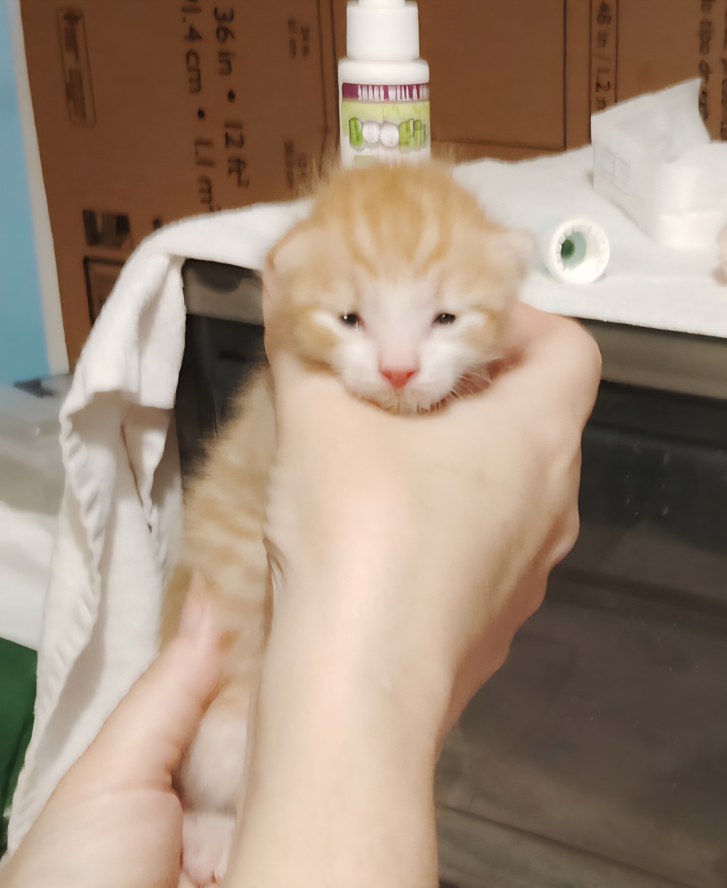 Cheeto