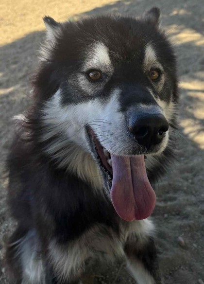 Adopt Kevin