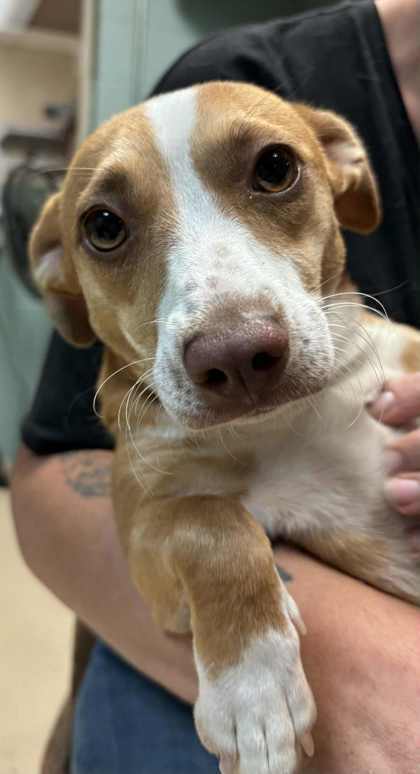 Adopt Poppy