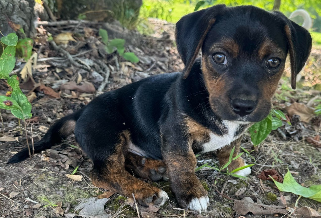 Duke