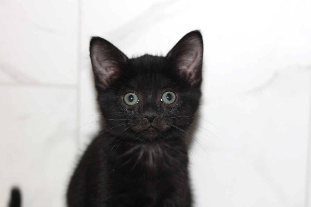 Nyla