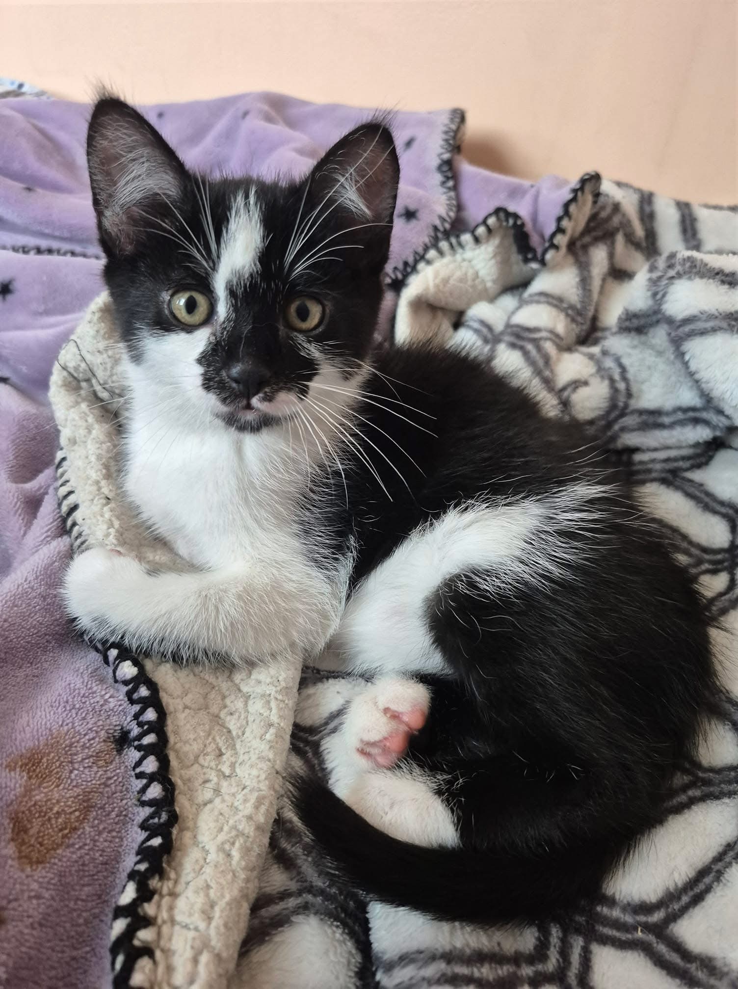 Keya, an adoptable Domestic Short Hair in Steinbach, MB, R5G 2B2 | Photo Image 1