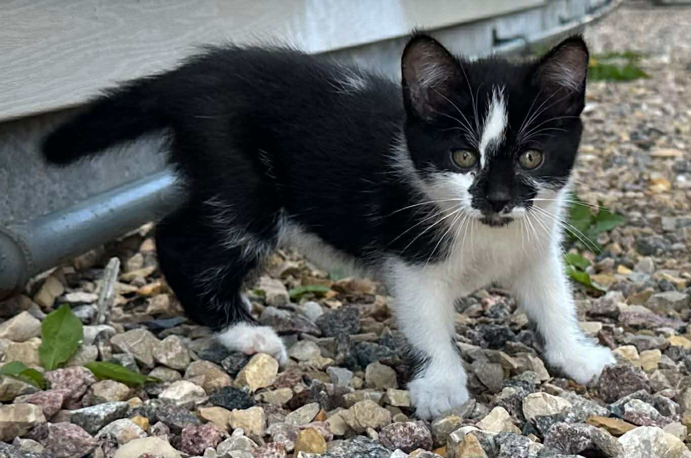 Keya, an adoptable Domestic Short Hair in Steinbach, MB, R5G 2B2 | Photo Image 3