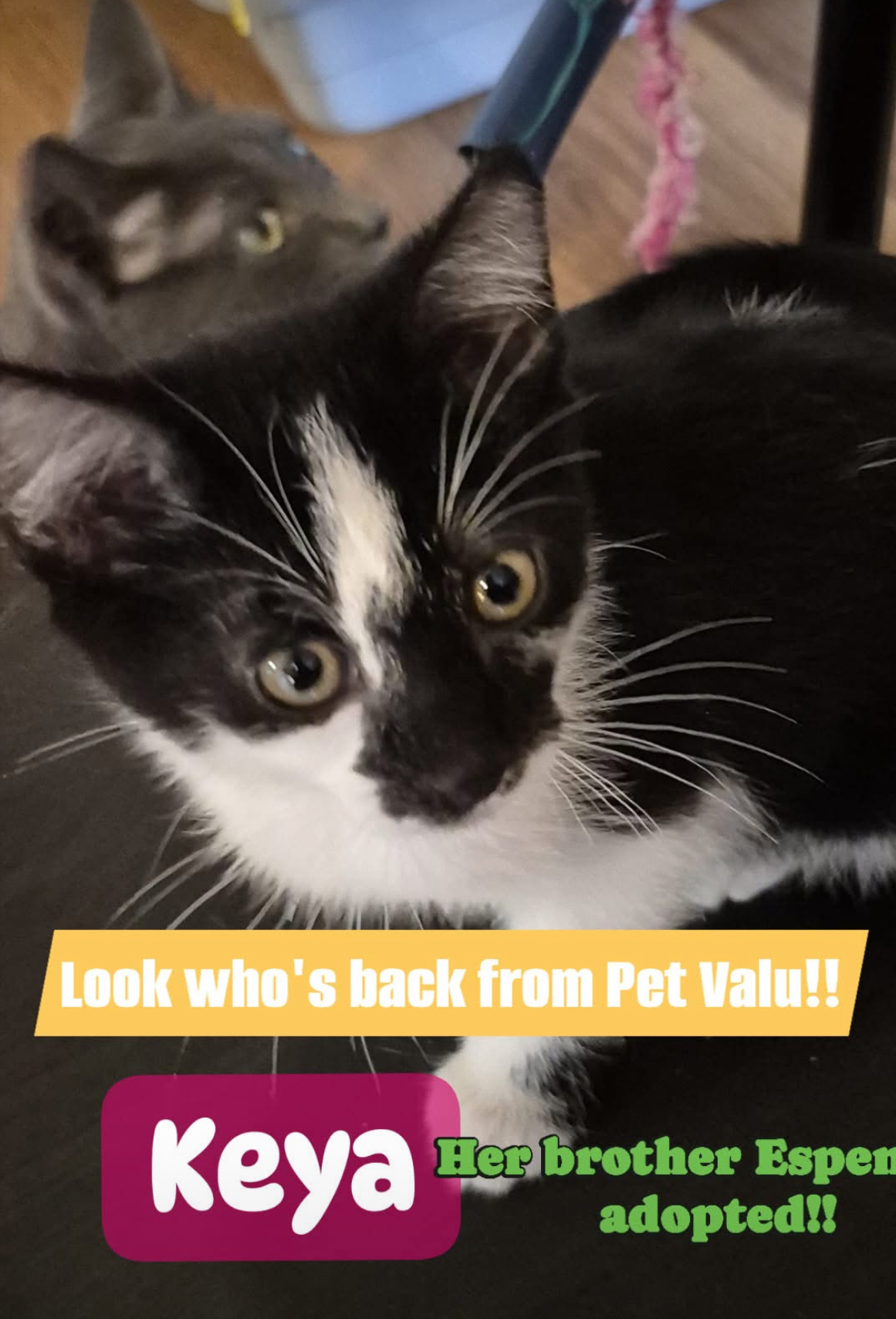 Keya, an adoptable Domestic Short Hair in Steinbach, MB, R5G 2B2 | Photo Image 5