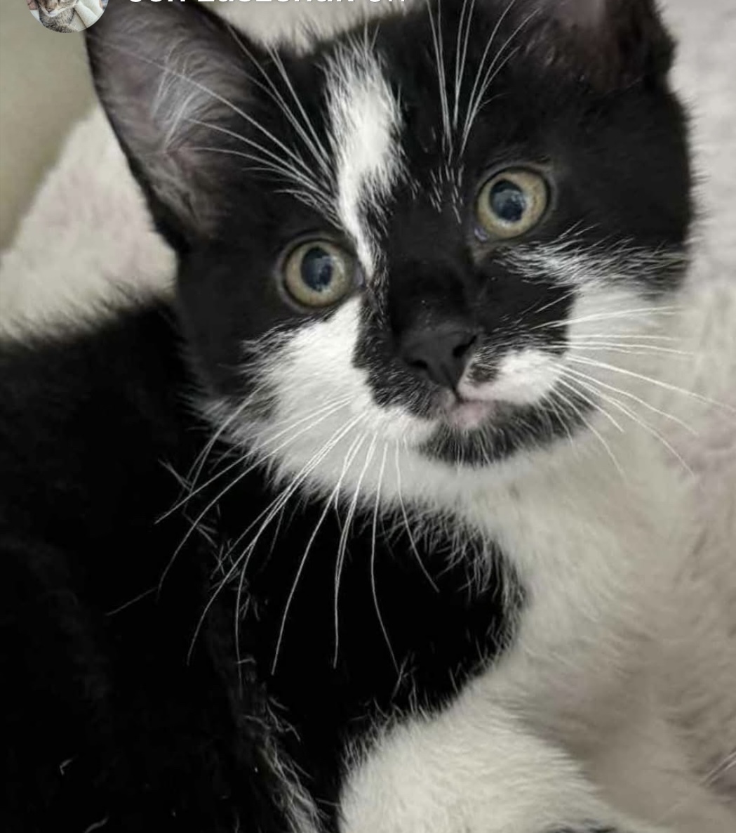 Keya, an adoptable Domestic Short Hair in Steinbach, MB, R5G 2B2 | Photo Image 6