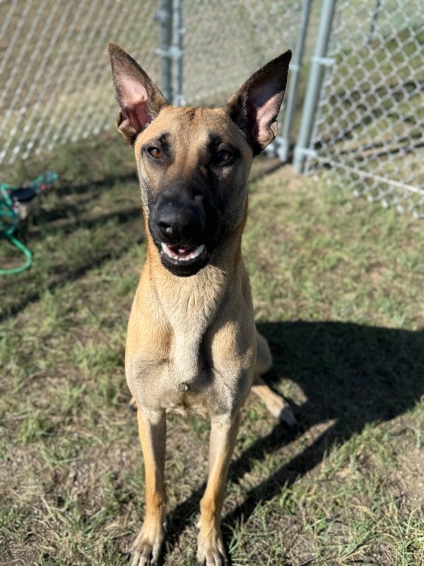 Claus, an adoptable Mixed Breed in Great Falls, MT, 59405 | Photo Image 1