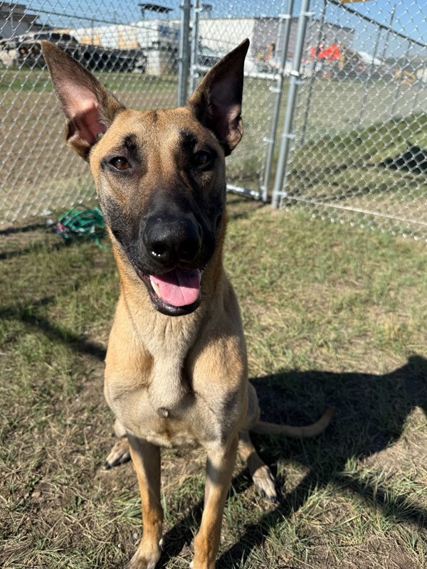 Claus, an adoptable Mixed Breed in Great Falls, MT, 59405 | Photo Image 2
