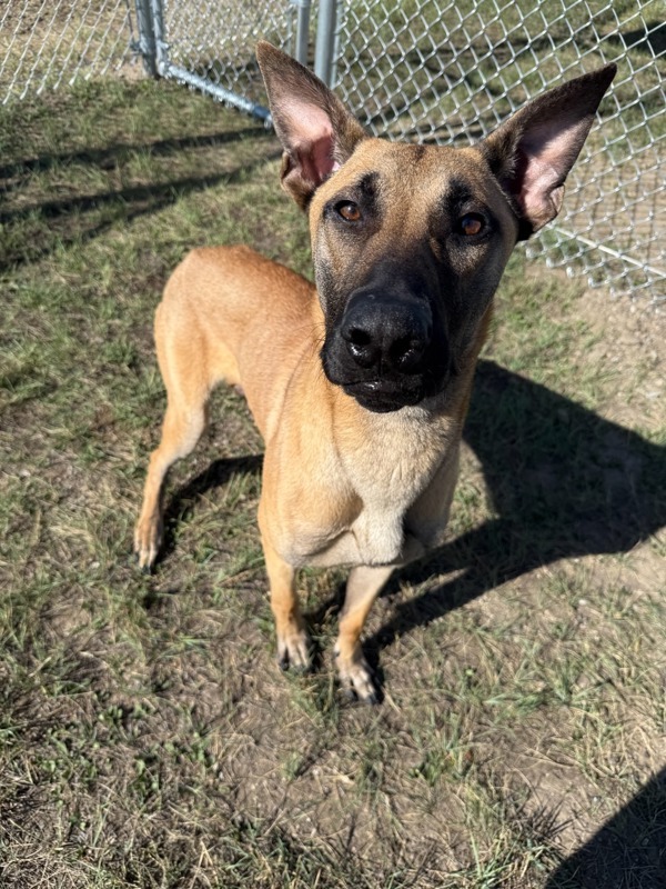 Claus, an adoptable Mixed Breed in Great Falls, MT, 59405 | Photo Image 3