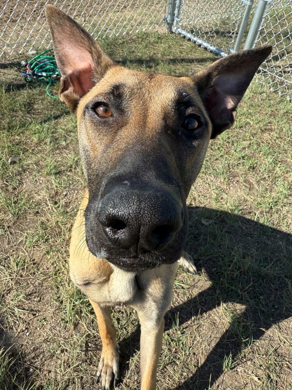 Claus, an adoptable Mixed Breed in Great Falls, MT, 59405 | Photo Image 4