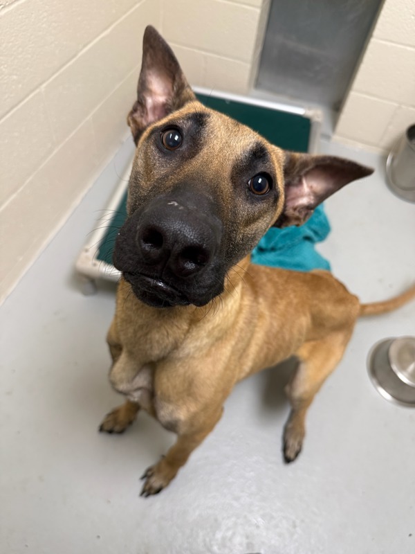 Claus, an adoptable Mixed Breed in Great Falls, MT, 59405 | Photo Image 5