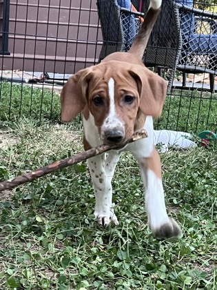 Andi