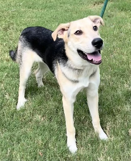 Roco