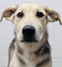 Roco