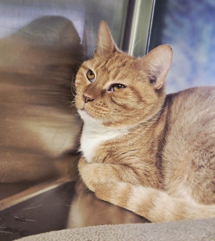 Cheddar