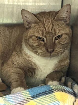 Cheddar