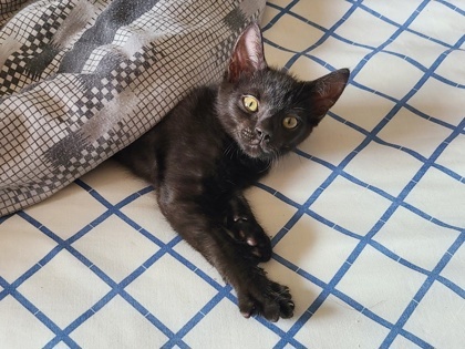 Pepper (collier bleu)