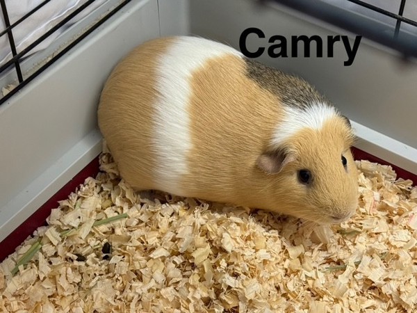 Camry