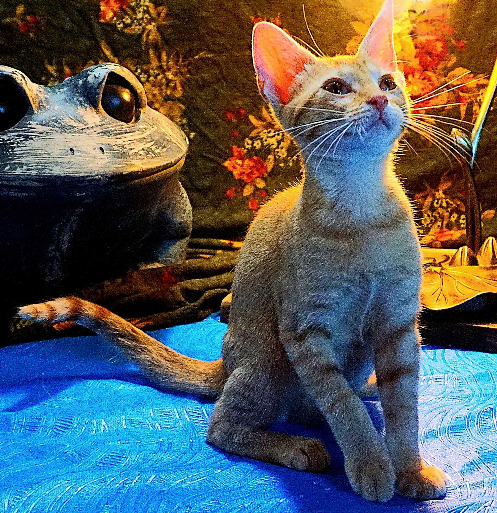 KITTEN POLLYWOG