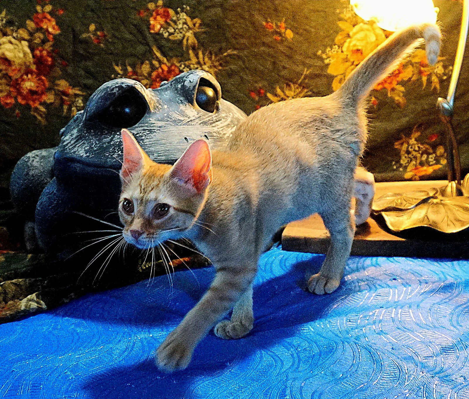 KITTEN POLLYWOG