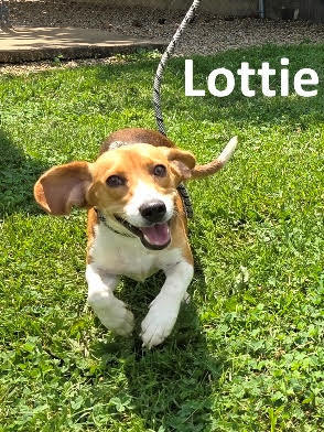 Lottie Dawson