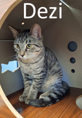 Dezi
