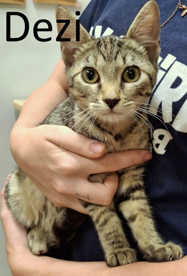 Dezi
