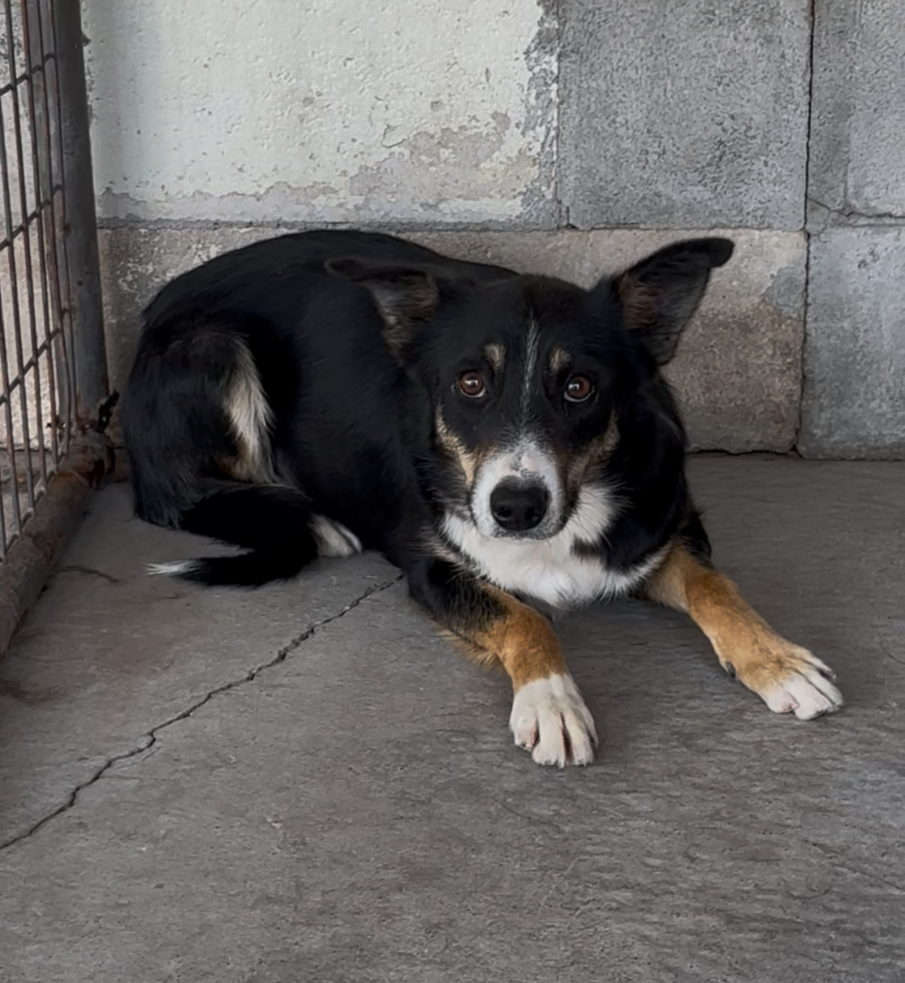 Clara, an adoptable Border Collie in Dillon, MT, 59725 | Photo Image 1
