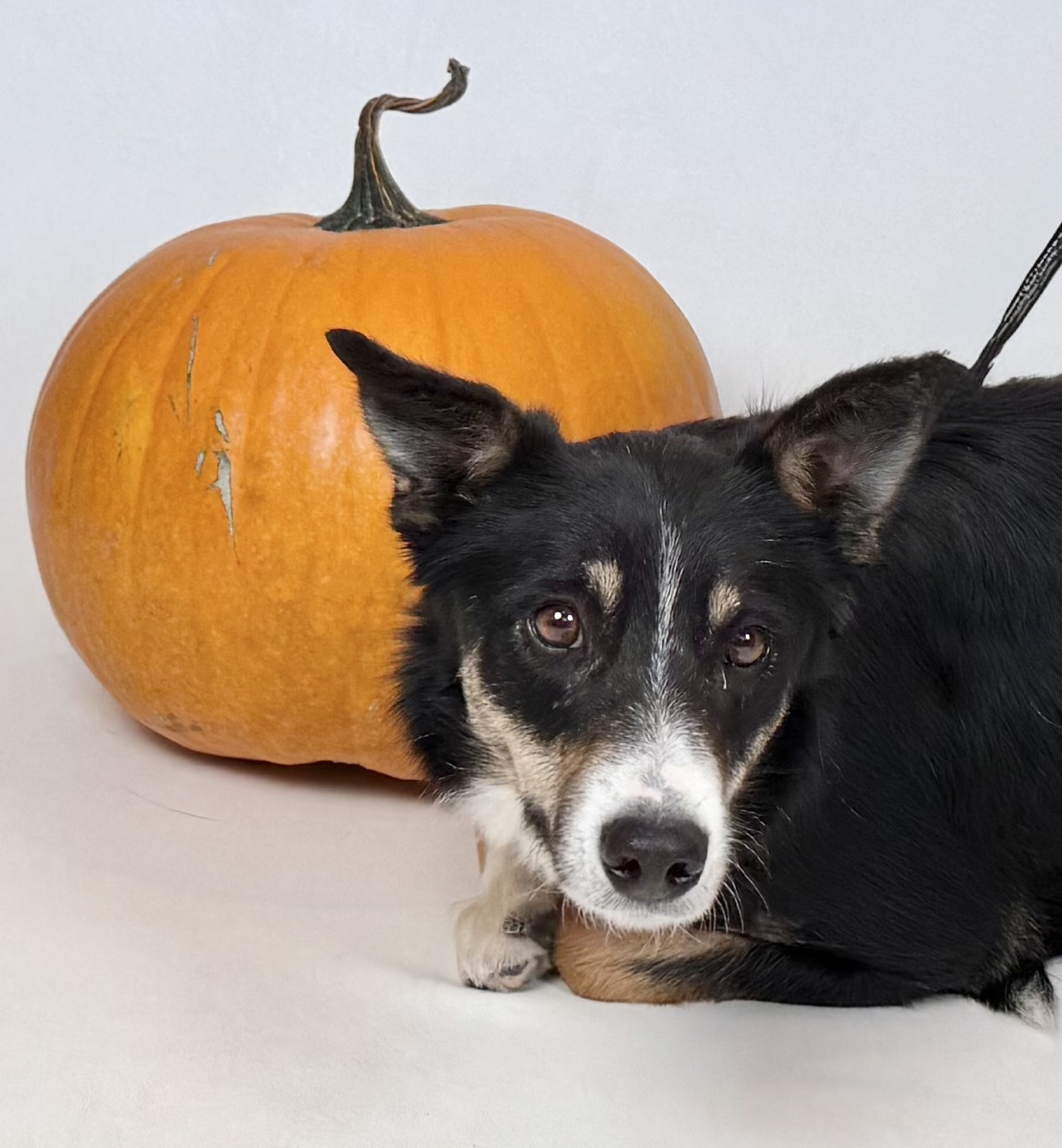 Clara, an adoptable Border Collie in Dillon, MT, 59725 | Photo Image 1