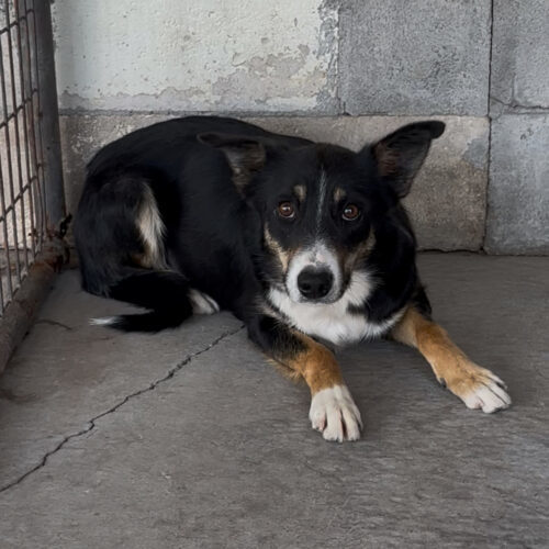 Clara, an adoptable Border Collie in Dillon, MT, 59725 | Photo Image 2