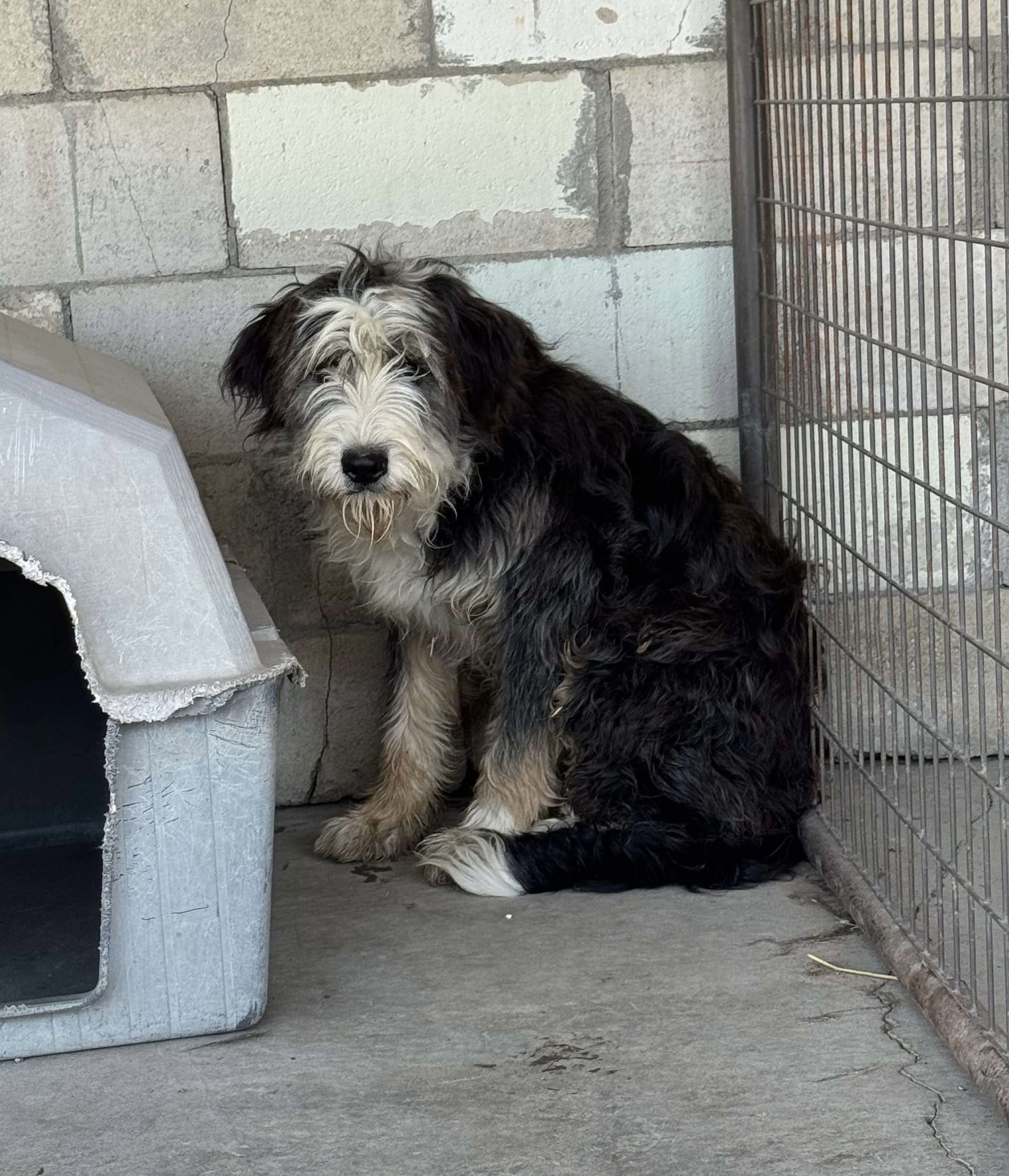 Clancy, an adoptable Bernedoodle in Dillon, MT, 59725 | Photo Image 1