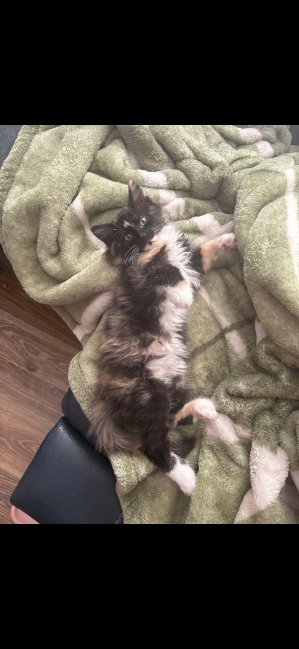 Gina
