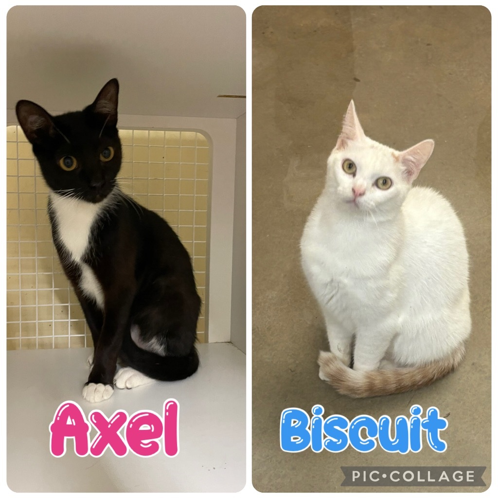 Axel